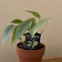 サトイモ科,ハブカズラ,エピプレナム・ピナツム・セブブルー,観葉植物,班入りの画像