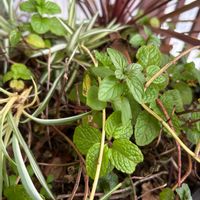 ミント,ミントの画像