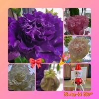 トルコキキョウ,切り花,青い花,GSのみなさんに感謝♡,素敵な出会いに感謝の画像