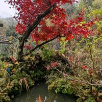 スマホ撮影,広い庭の画像