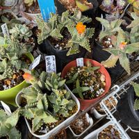 お花,フォーカリア属,我が家のフォーカリア達の画像