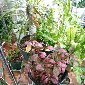 チーム魔女っ子,ほんわか♥️ほんのり,部屋,窓辺の画像