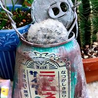 多肉,マミラリア 白星,ベランダ多肉,多肉女子の画像