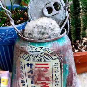 多肉,マミラリア 白星,ベランダ多肉,多肉女子の画像