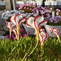 オキザリス,オキザリス　桃の輝き,オキザリス　桃の輝き,オキザリス・バーシカラー,オキザリス・バーシカラーの画像