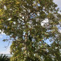 クロガネモチの画像