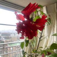 ハイビスカスの画像