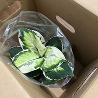 サトイモ科,ディフェンバキア,dieffenbachia,デヘンバキア クールビューティ,耐陰性の画像