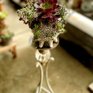 カシミアバイオレット,多肉植物寄せ植え,多肉植物のある暮らし,ベランダの画像