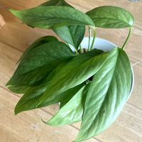 エピプレムナム,観葉植物,PR,豊明市場×GreenSnap,三ッ星品質モニターの画像