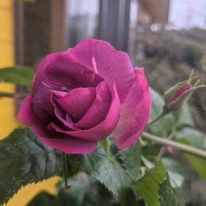 侘助,ラプソディーインブルー,薔薇　ストレンジャー,植中毒,可愛い❤の画像