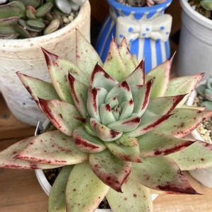 原種エボニー,多肉植物,多肉の寄せ植え,多肉寄せ植え,エケベリア属の画像