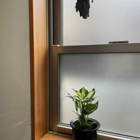 デヘンバキア クールビューティ,#観葉植物,三ツ星品質モニターの画像