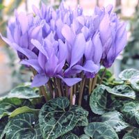 シクラメン,シクラメン ドラゴン ライトブルー,ベランダガーデニング,雨上がりの画像