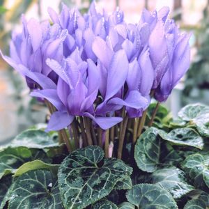 シクラメン,シクラメン ドラゴン ライトブルー,ベランダガーデニング,雨上がりの画像