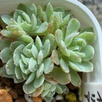 イリア,エケベリア属,バラ・ミニバラの画像