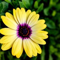 オステオスペルマムの画像