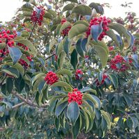 クロガネモチの画像