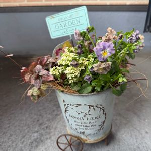 パンジー,ビオラ,ミニフリルパンジー　シャボン,寄せ植え,花のある暮らしの画像
