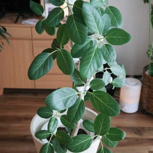 フィカス ベンガレンシス,コナカイガラムシの画像