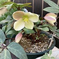 クリスマスローズ,クリスマスホーリー,赤い実,花のある暮らし,おうち園芸の画像