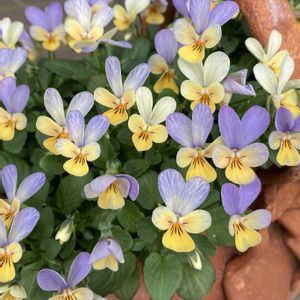 ビオレッタ,ガーデニング,花のある暮らし,ビオラ・パンジー,お花は癒しの画像