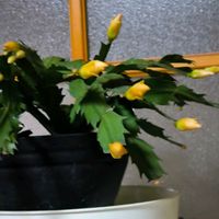 シャコバサボテンの画像