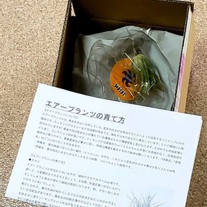 チランジア,イオナンタ,イオナンタピーチピンク,エアプランツ,洋室の画像