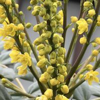 柊南天,柊南天（ヒイラギナンテン）,孫のペットクレヨン君,ちょっときついクレヨン君,美しい花の画像