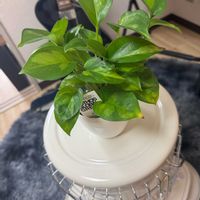 ポトス,ポトス　グローバルグリーン,ありがとう,히히の画像