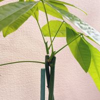パキラ,観葉植物,可愛い,植中毒,植物愛がとまらないの画像