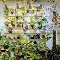 ベゴニア,モンステラ,フィロデンドロン,ビカクシダ リドレイ,カラテア ゼブリナの画像