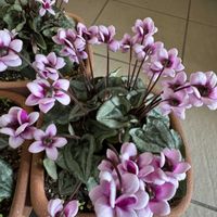 シクラメン,花のある暮らし,のんびり,おうち園芸,小さな庭の画像