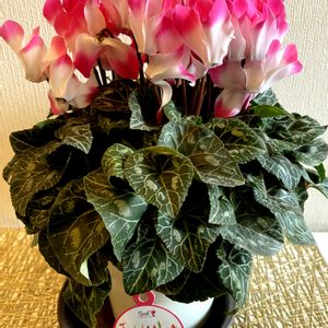 シクラメン,パンジー,ガーデンシクラメン,ビオラ,シクラメン  インディアカの画像