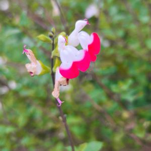 チェリーセージ,かわいい雑草,秋の花,植中毒,スマホ撮影の画像