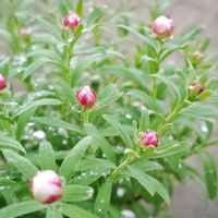 千代田の松,ローラ,シャビアナ,花かんざし,ピンクベリーの画像