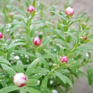 千代田の松,ローラ,シャビアナ,花かんざし,ピンクベリーの画像