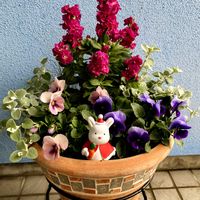 シクラメン,ストック,パンジー,ガーデンシクラメン,ビオラの画像