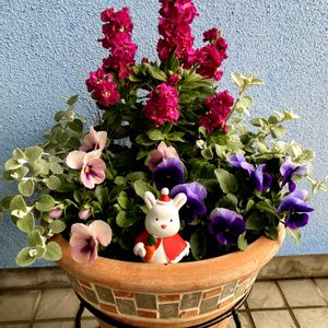 シクラメン,ストック,パンジー,ガーデンシクラメン,ビオラの画像