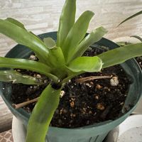 パイナップル,花のある暮らし,のんびり,おうち園芸,小さな庭の画像