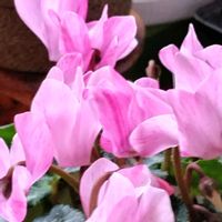 ガーデンシクラメン クレヨン,匂い桜ルクリアスィートルビー,室内,花のある暮らし♡,おうち園芸の画像