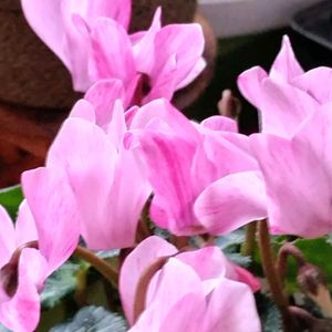 ガーデンシクラメン クレヨン,匂い桜ルクリアスィートルビー,室内,花のある暮らし♡,おうち園芸の画像