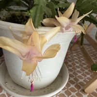 シャコバサボテン,花のある暮らし,のんびり,おうち園芸,小さな庭の画像