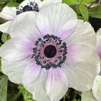 アネモネ,お出かけの画像