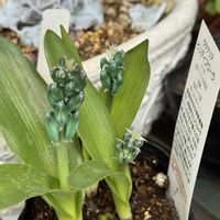 パンジー,火祭り,ラケナリア,ビリディフローラ,ローブ・ドゥ・アントワネットの画像