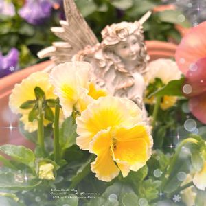 多肉葉挿し,ビオラ　エッグタルト,ティデュバンス錦,ｲｼｺﾛﾀﾝ,ビタミンカラーの画像