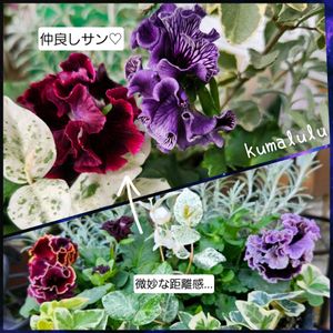 ハツユキカズラ,ハツユキカズラ,アイビー（ヘデラ）,アイビー（ヘデラ）,パンジー　ドラキュラの画像