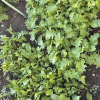 ベビーリーフ,ラディッシュ,わさび菜,小かぶ,カツオ菜の画像