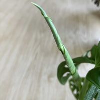 マドカズラの画像