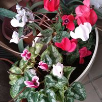 シクラメン,プランター植え,玄関内側の画像